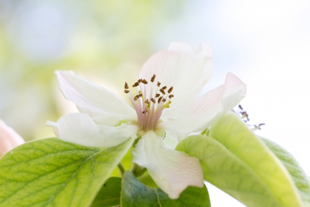 beautiful flowers in nature quinceの写真素材