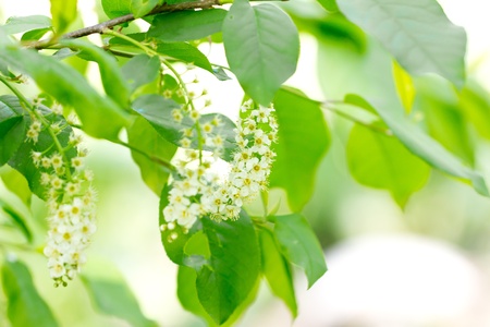 beautiful white flowers in natureの写真素材