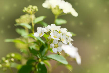beautiful white flowers in nature. macro