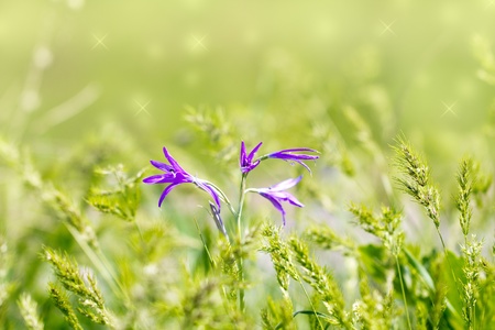 beautiful purple bell flowers in natureの写真素材