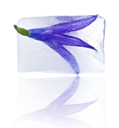 Bluebell flower in ice on a white backgroundの写真素材