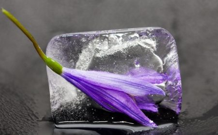 Bluebell flower in ice on a black backgroundの写真素材