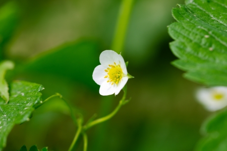 beautiful flowers of strawberry in natureの写真素材