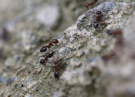 small ants in nature. macroの写真素材