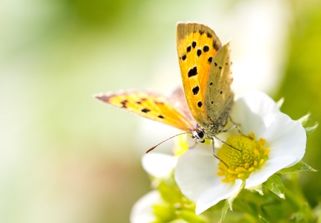 beautiful butterfly in nature. macroの写真素材