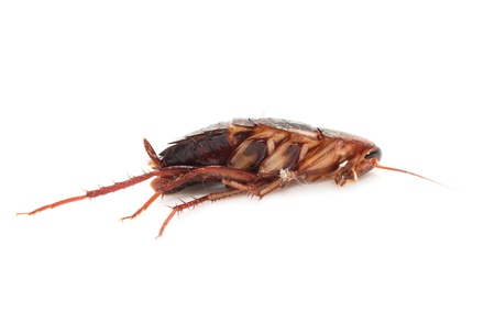 cockroach on white background. macro