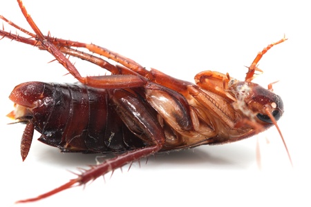cockroach on white background. macro
