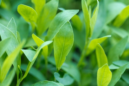 beautiful green grass in natureの写真素材