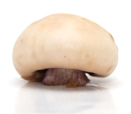 mushroom on a white backgroundの写真素材