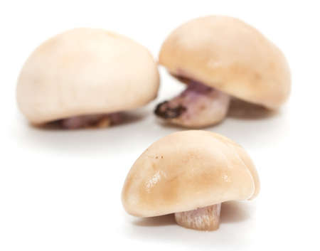 mushroom on a white backgroundの写真素材