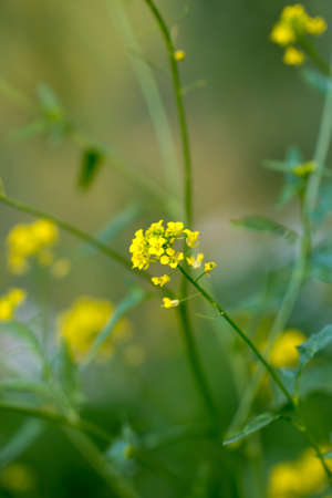 beautiful little yellow flowers in nature