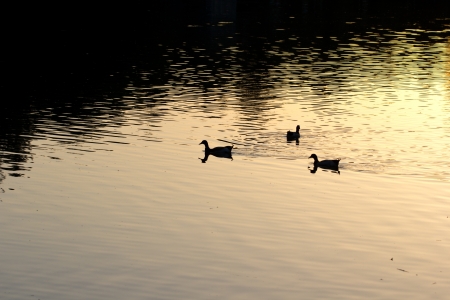 goose on pond in nature at sunsetの写真素材