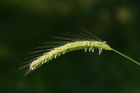ears on green nature backgroundの写真素材