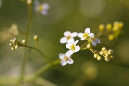 small white flowers in nature. macroの写真素材