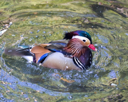 Daisy Duck in the waterの写真素材