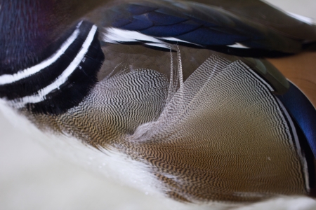 decorative duck feathers as a backgroundの写真素材
