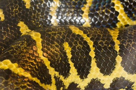 background of snake skins