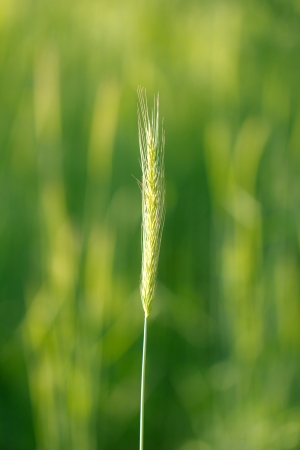 ears on green nature backgroundの写真素材