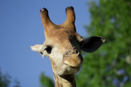 giraffe's head in the natureの写真素材