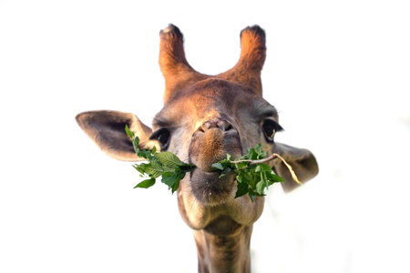 giraffe's head in the natureの写真素材