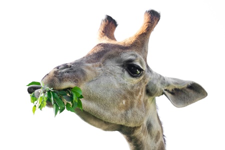 giraffe's head in the natureの写真素材