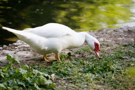 goose near waterの写真素材
