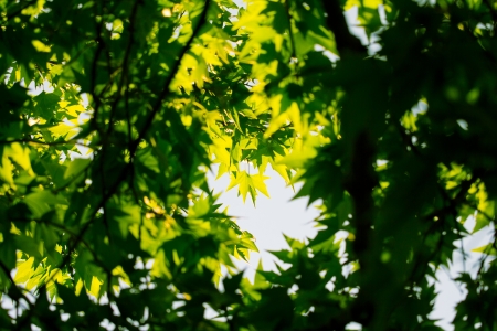 leaves of a tree in natureの写真素材