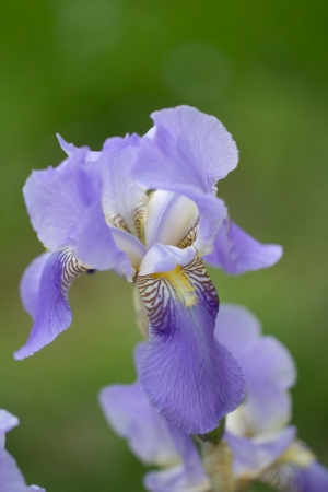 beautiful iris flower in natureの写真素材