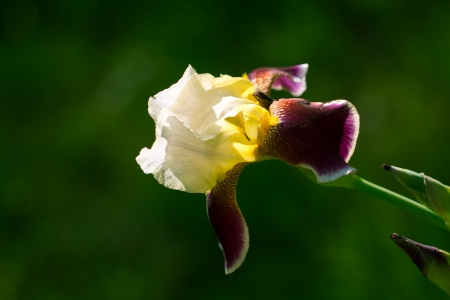 beautiful iris flower in natureの写真素材