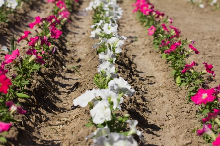 red and white flowers on the natureの写真素材