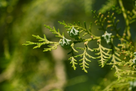 Thuja in nature. macroの写真素材