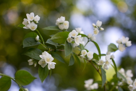 beautiful white flowers on the tree in natureの写真素材