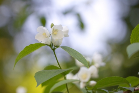 beautiful white flowers on the tree in natureの写真素材