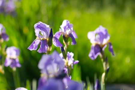 beautiful iris flower in natureの写真素材