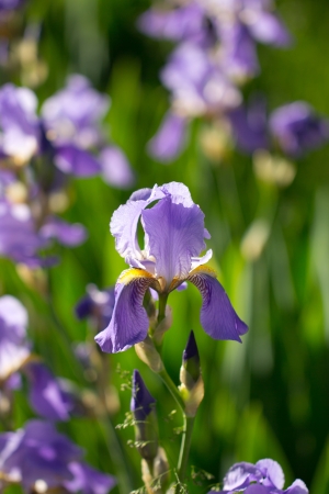 beautiful iris flower in natureの写真素材