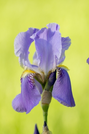 beautiful iris flower in natureの写真素材