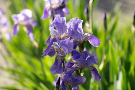 beautiful iris flower in nature