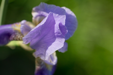 beautiful iris flower in natureの写真素材