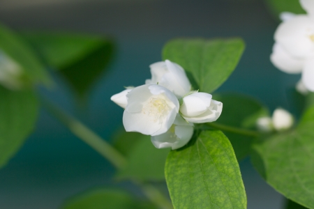 beautiful white flowers on the tree in natureの写真素材