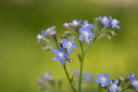 small blue flowers in natureの写真素材