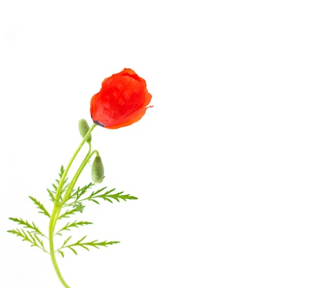 Red poppy on a white backgroundの写真素材