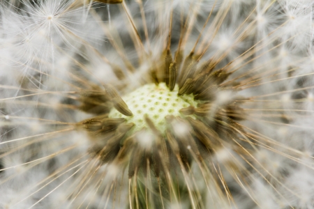 dandelion. macroの写真素材