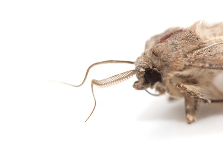 moth butterfly on a white background. macroの写真素材