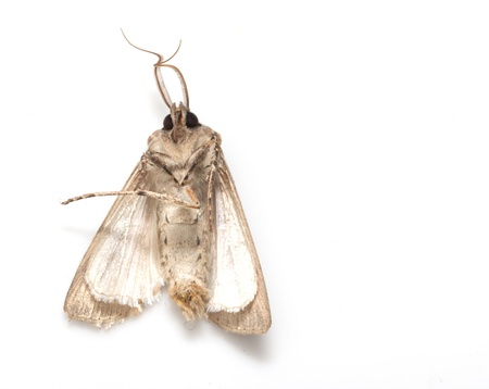 moth butterfly on a white background. macro