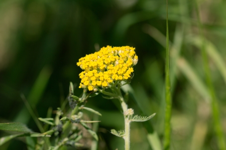 beautiful little yellow flowers in natureの写真素材