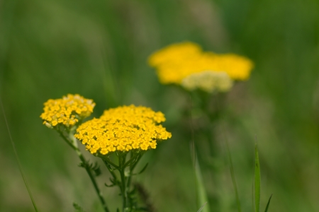 beautiful little yellow flowers in natureの写真素材