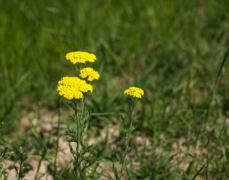 beautiful little yellow flowers in natureの写真素材