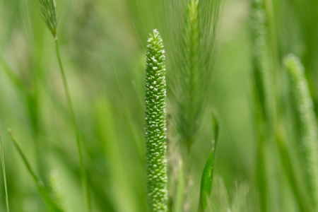 grass seeds in nature. macro