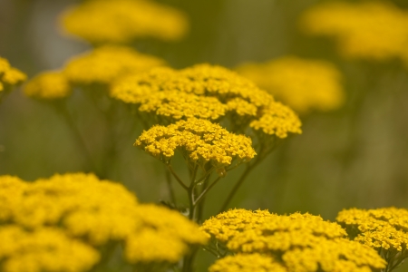 beautiful little yellow flowers in natureの写真素材