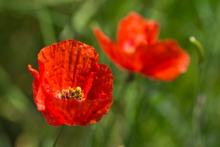 red poppy flower on natureの写真素材